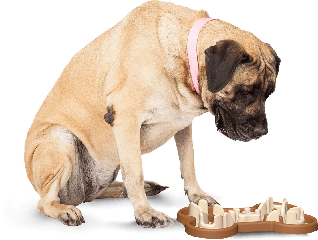 The Guzzle Muzzle Bone Shaped Slow Feeding Dog Bowl